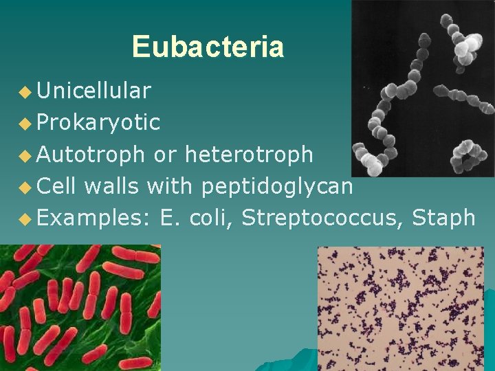 Eubacteria u Unicellular u Prokaryotic u Autotroph or heterotroph u Cell walls with peptidoglycan