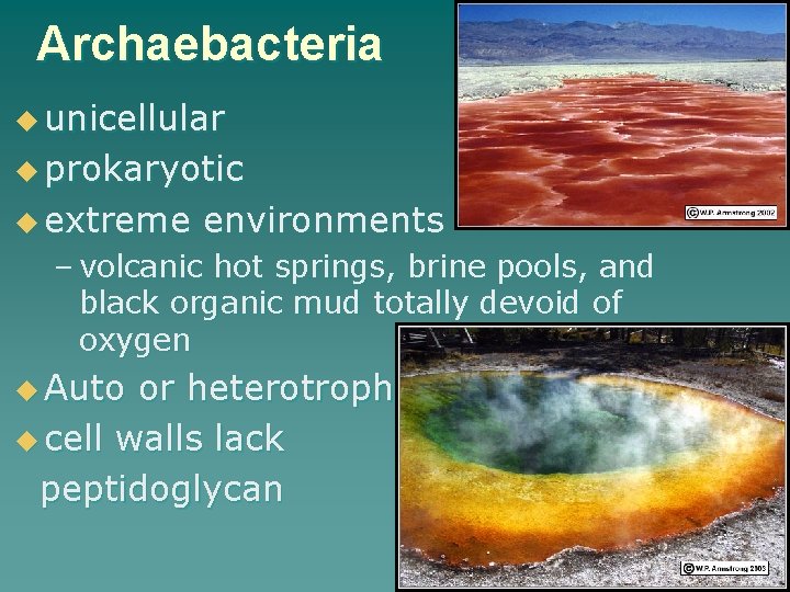 Archaebacteria u unicellular u prokaryotic u extreme environments – volcanic hot springs, brine pools,