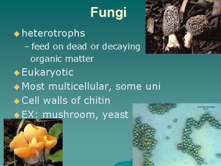 Fungi u heterotrophs – feed on dead or decaying organic matter u Eukaryotic u