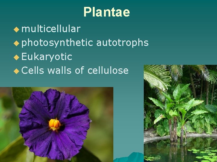 Plantae u multicellular u photosynthetic autotrophs u Eukaryotic u Cells walls of cellulose 30