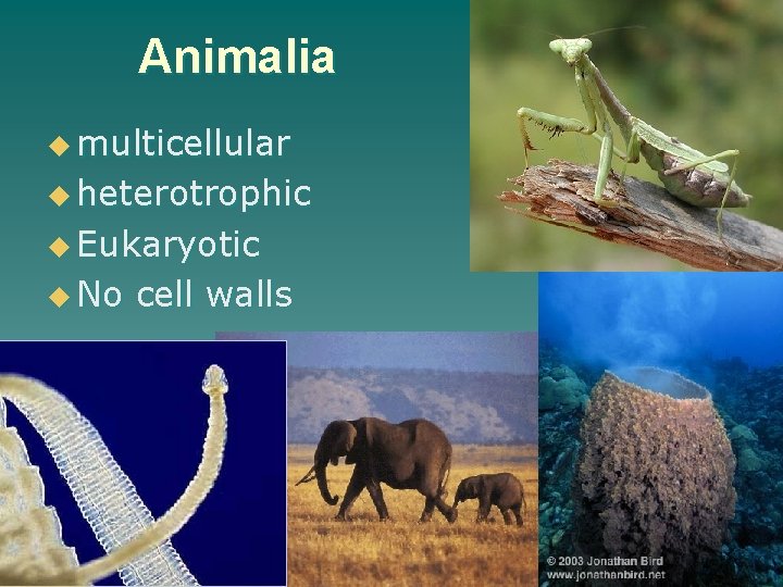 Animalia u multicellular u heterotrophic u Eukaryotic u No cell walls 31 
