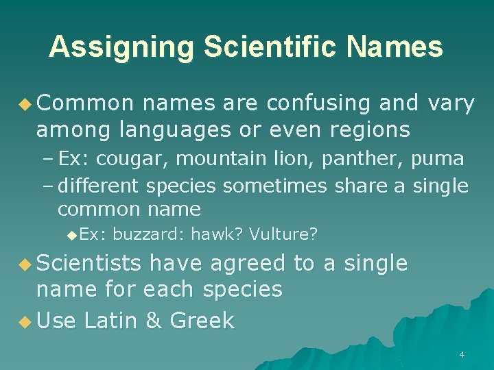 Assigning Scientific Names u Common names are confusing and vary among languages or even