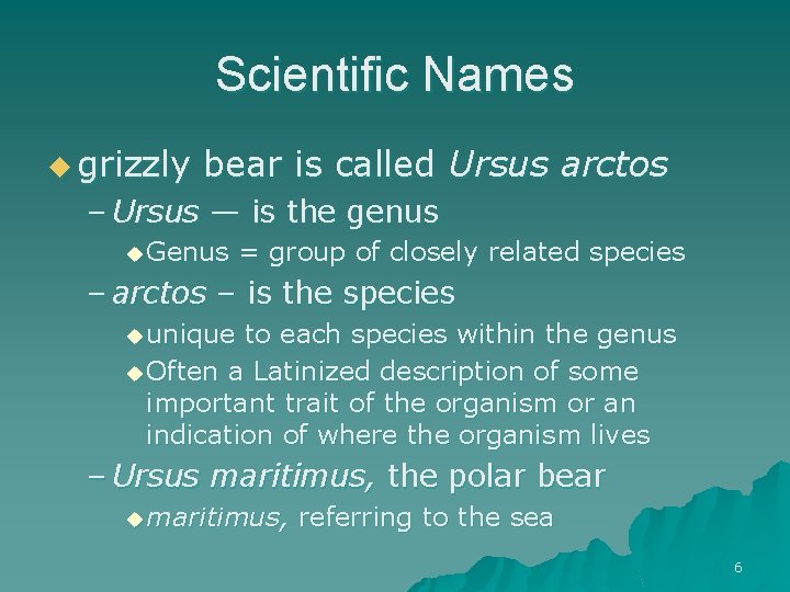 Scientific Names u grizzly bear is called Ursus arctos – Ursus — is the