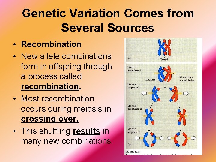 Genetic Variation Comes from Several Sources • Recombination • New allele combinations form in
