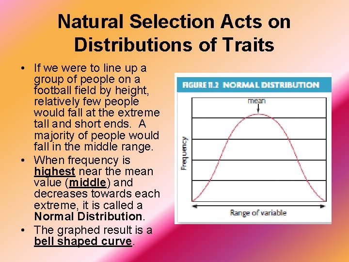 Natural Selection Acts on Distributions of Traits • If we were to line up