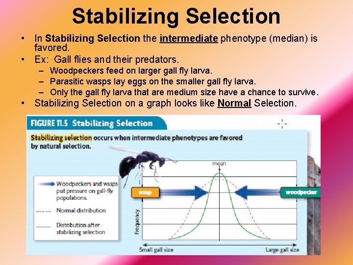 Stabilizing Selection • In Stabilizing Selection the intermediate phenotype (median) is favored. • Ex:
