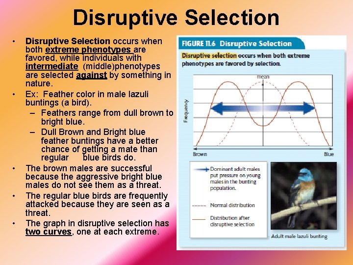 Disruptive Selection • • • Disruptive Selection occurs when both extreme phenotypes are favored,