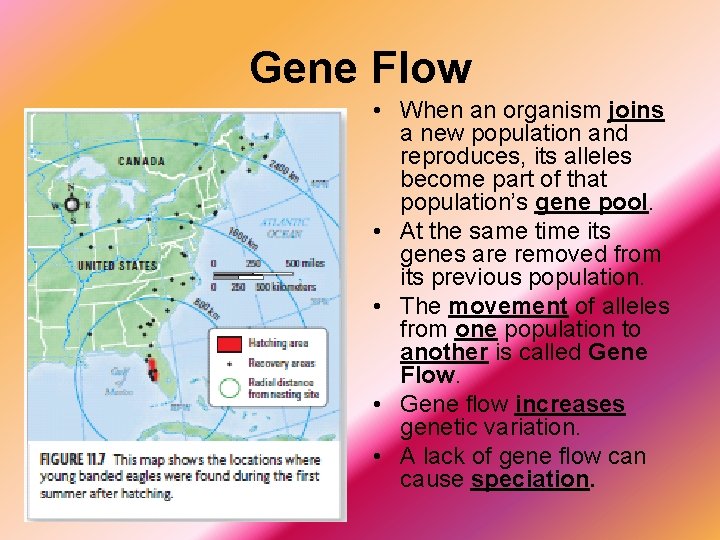 Gene Flow • When an organism joins a new population and reproduces, its alleles