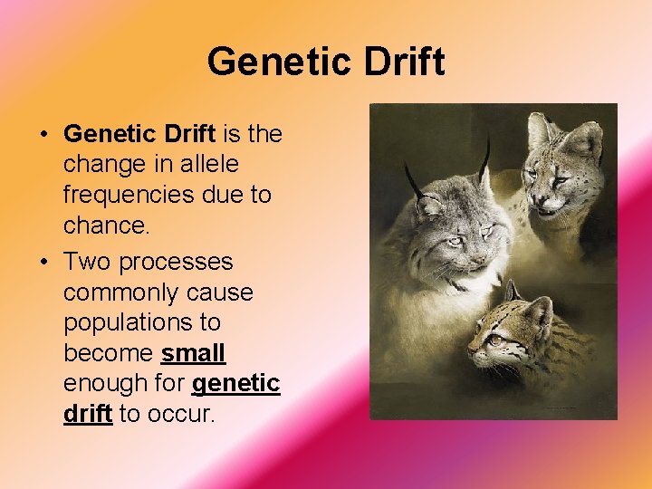 Genetic Drift • Genetic Drift is the change in allele frequencies due to chance.