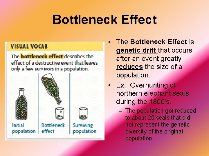 Bottleneck Effect • The Bottleneck Effect is genetic drift that occurs after an event