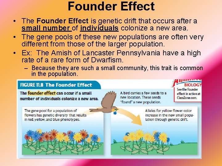 Founder Effect • The Founder Effect is genetic drift that occurs after a small