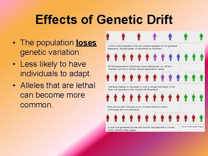 Effects of Genetic Drift • The population loses genetic variation. • Less likely to