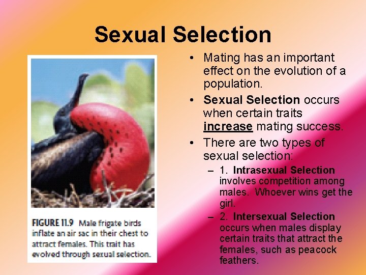 Sexual Selection • Mating has an important effect on the evolution of a population.