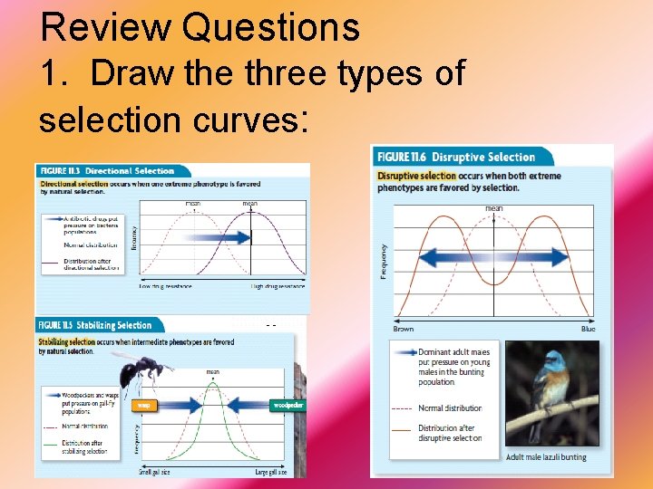 Review Questions 1. Draw the three types of selection curves: 