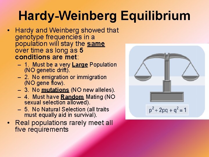 Hardy-Weinberg Equilibrium • Hardy and Weinberg showed that genotype frequencies in a population will