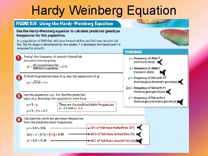 Hardy Weinberg Equation 