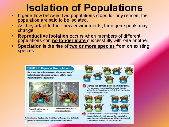Isolation of Populations • If gene flow between two populations stops for any reason,