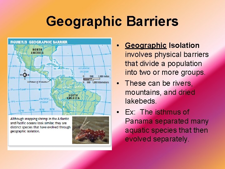 Geographic Barriers • Geographic Isolation involves physical barriers that divide a population into two