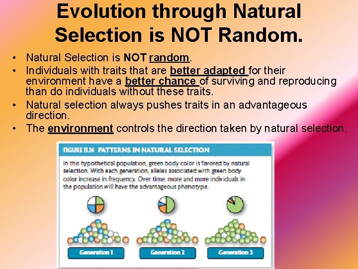 Evolution through Natural Selection is NOT Random. • Natural Selection is NOT random. •