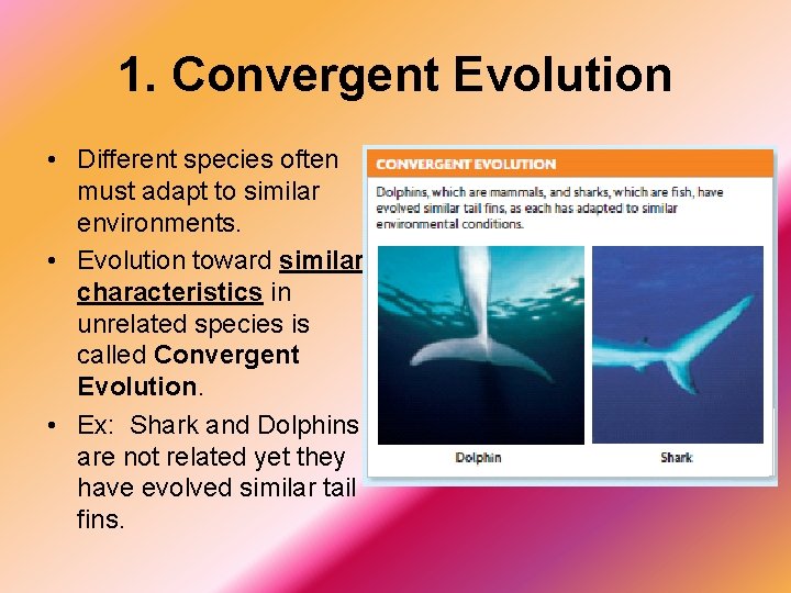 1. Convergent Evolution • Different species often must adapt to similar environments. • Evolution