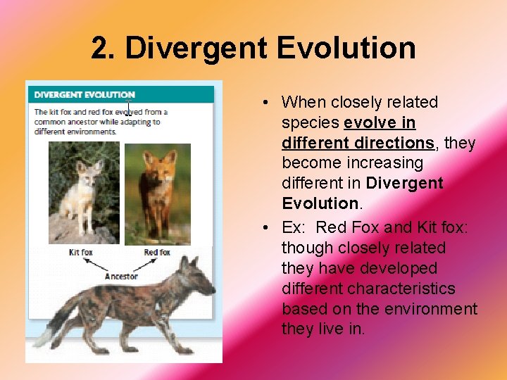 2. Divergent Evolution • When closely related species evolve in different directions, they become