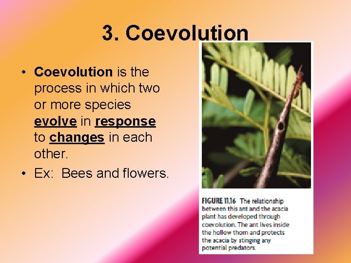 3. Coevolution • Coevolution is the process in which two or more species evolve