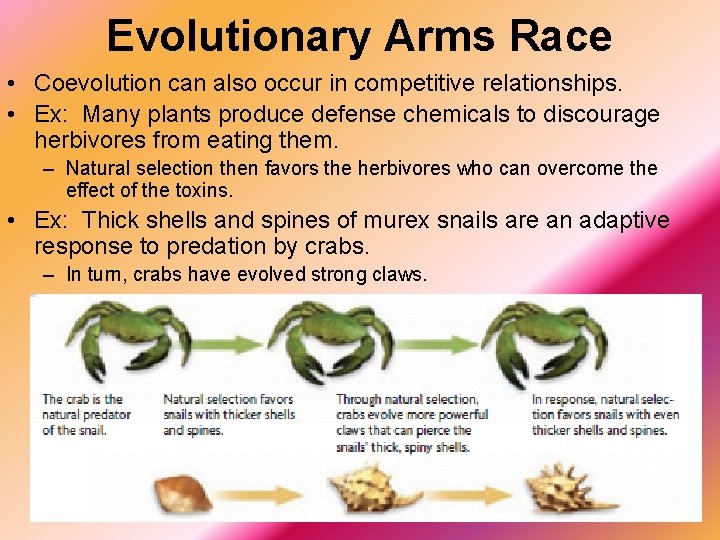 Evolutionary Arms Race • Coevolution can also occur in competitive relationships. • Ex: Many