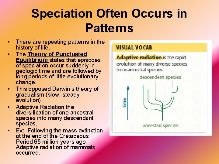 Speciation Often Occurs in Patterns • • • There are repeating patterns in the