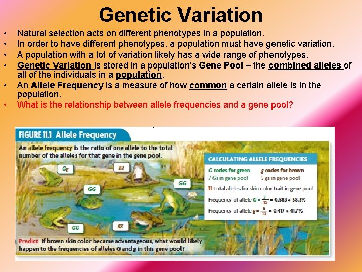 Genetic Variation • • • Natural selection acts on different phenotypes in a population.