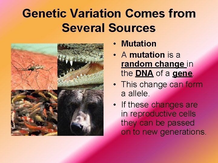 Genetic Variation Comes from Several Sources • Mutation • A mutation is a random