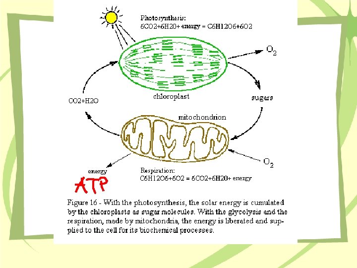 CELL ENERGY Photosynthesis Cellular Respiration Chapter 5 PHOTOSYNTHESIS