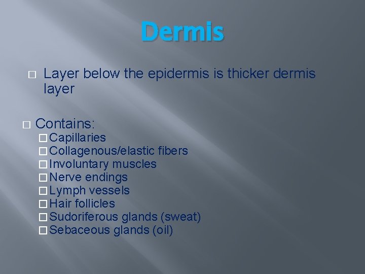 Dermis � � Layer below the epidermis is thicker dermis layer Contains: � Capillaries Dermis � � Layer below the epidermis is thicker dermis layer Contains: � Capillaries