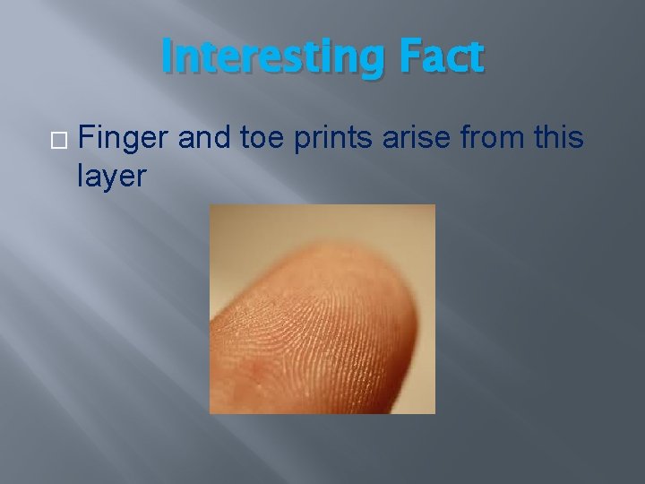 Interesting Fact � Finger and toe prints arise from this layer Interesting Fact � Finger and toe prints arise from this layer