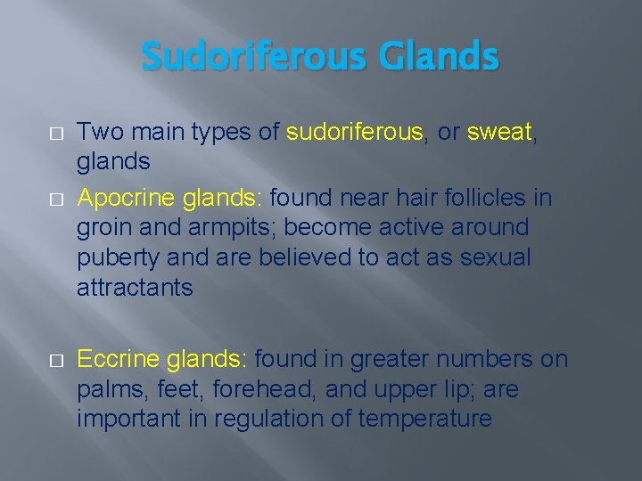 Sudoriferous Glands � � � Two main types of sudoriferous, or sweat, glands Apocrine Sudoriferous Glands � � � Two main types of sudoriferous, or sweat, glands Apocrine