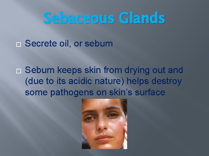 Sebaceous Glands � � Secrete oil, or sebum Sebum keeps skin from drying out Sebaceous Glands � � Secrete oil, or sebum Sebum keeps skin from drying out