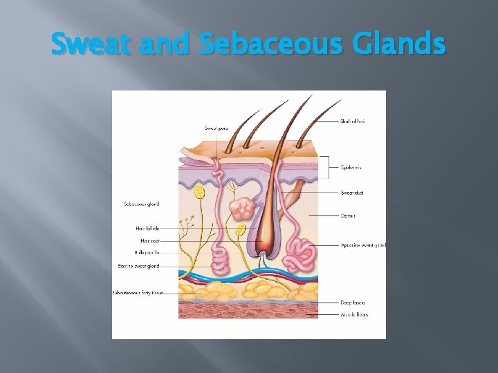 Sweat and Sebaceous Glands Sweat and Sebaceous Glands