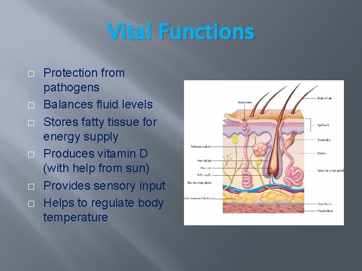 Vital Functions � � � Protection from pathogens Balances fluid levels Stores fatty tissue Vital Functions � � � Protection from pathogens Balances fluid levels Stores fatty tissue