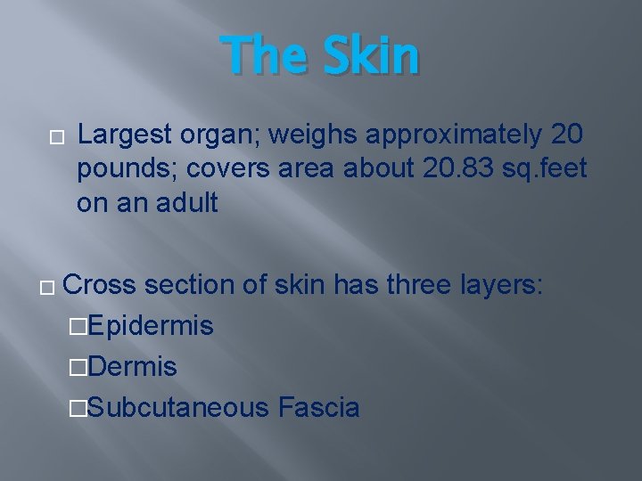 The Skin � Largest organ; weighs approximately 20 pounds; covers area about 20. 83 The Skin � Largest organ; weighs approximately 20 pounds; covers area about 20. 83