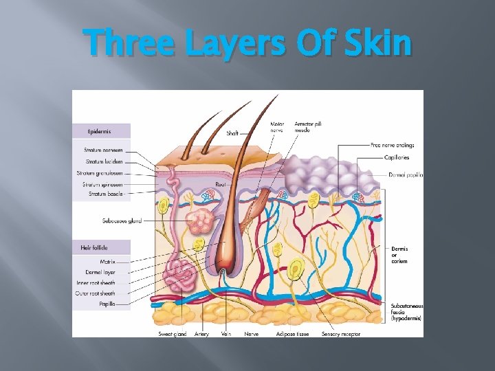 Three Layers Of Skin Three Layers Of Skin