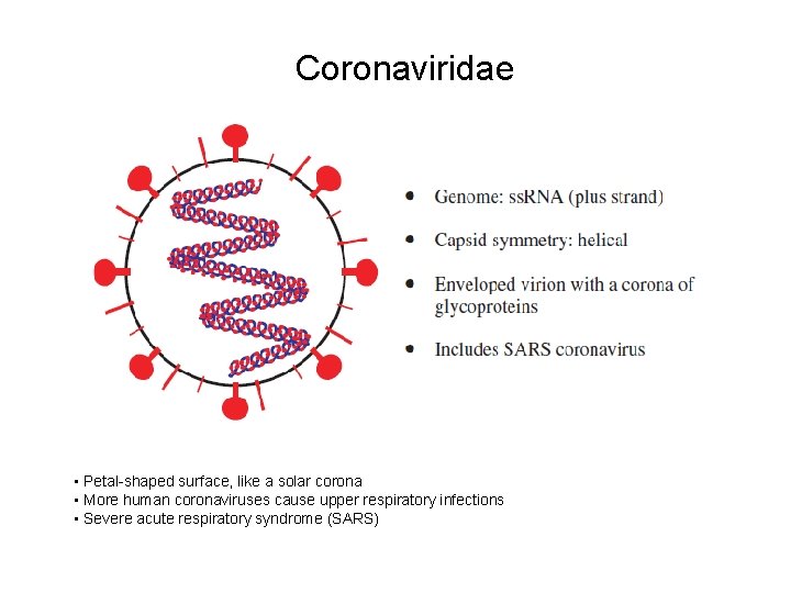 Coronaviridae • Petal-shaped surface, like a solar corona • More human coronaviruses cause upper