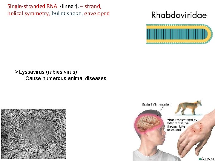 Single-stranded RNA (linear), – strand, helical symmetry, bullet shape, enveloped ØLyssavirus (rabies virus) Cause