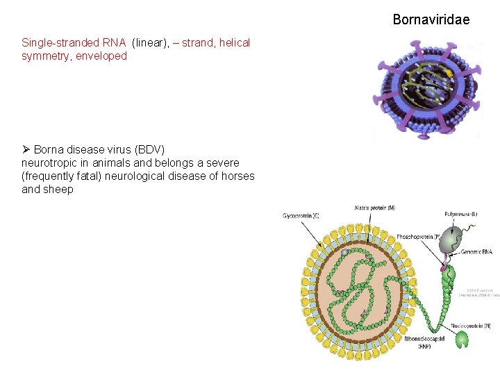 Bornaviridae Single-stranded RNA (linear), – strand, helical symmetry, enveloped Ø Borna disease virus (BDV)