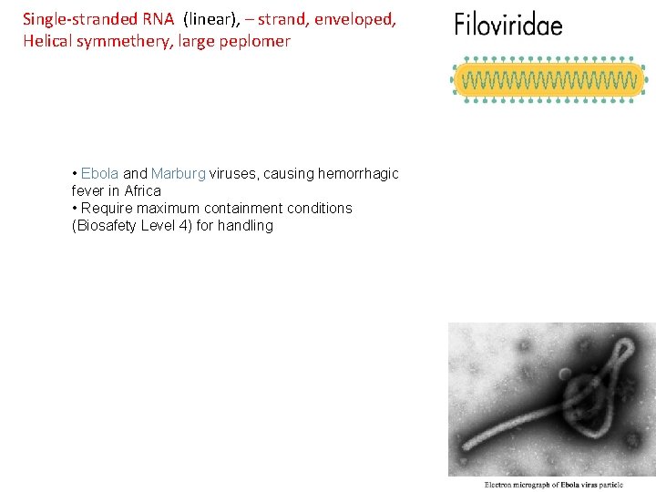 Single-stranded RNA (linear), – strand, enveloped, Helical symmethery, large peplomer • Ebola and Marburg
