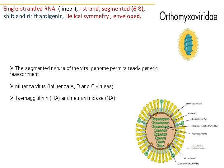 Single-stranded RNA (linear), - strand, segmented (6 -8), shift and drift antigenic, Helical symmetry