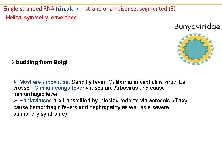 Single stranded RNA (circular), – strand or ambisense, segmented (3) Helical symmetry, enveloped Øbudding
