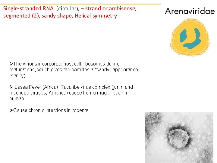 Single-stranded RNA (circular), – strand or ambisense, segmented (2), sandy shape, Helical symmetry ØThe
