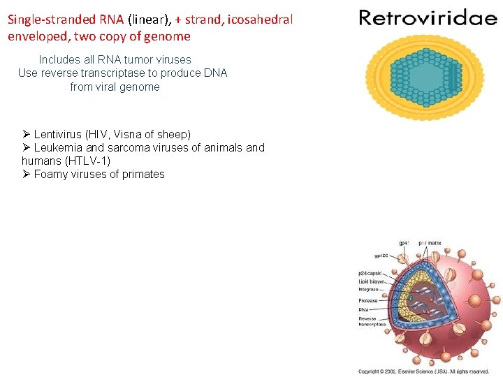 Single-stranded RNA (linear), + strand, icosahedral enveloped, two copy of genome Includes all RNA
