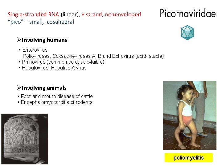 Single-stranded RNA (linear), + strand, nonenveloped “pico” – small, Icosahedral ØInvolving humans • Enterovirus
