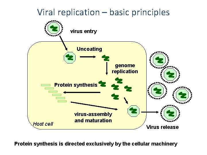 Viral replication – basic principles virus entry Uncoating genome replication Protein synthesis Host cell