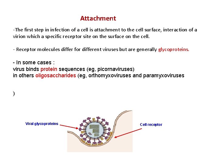 Attachment -The first step in infection of a cell is attachment to the cell